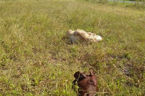 Les gendarmes arrêtent des viandards, plus de 40 kg de viande braconnée saisis