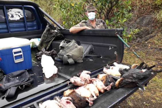 Les chasseurs ont tiré notous et roussettes ce week-end