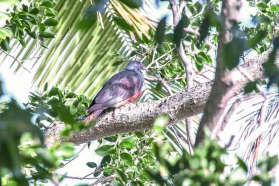 La province Nord appelle à la sauvegarde des roussettes et des notous