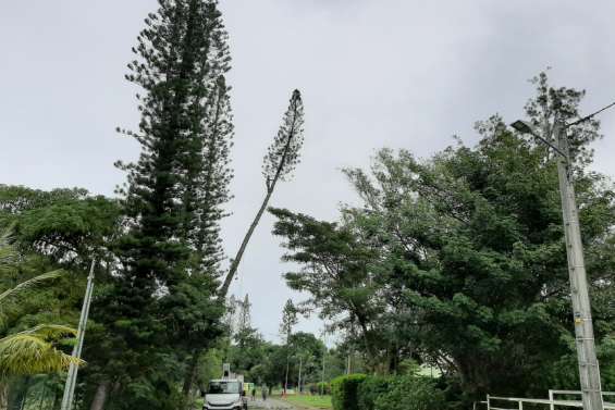 La RM3 coupée le temps d'élaguer un pin colonnaire