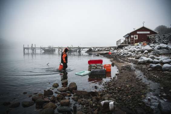 Dans les eaux glacées de Suède, une plongeuse unique en son genre