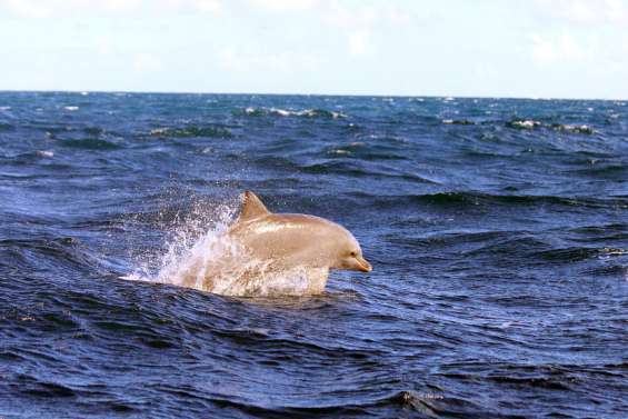 La plaisance menace les dauphins côtiers du lagon Sud