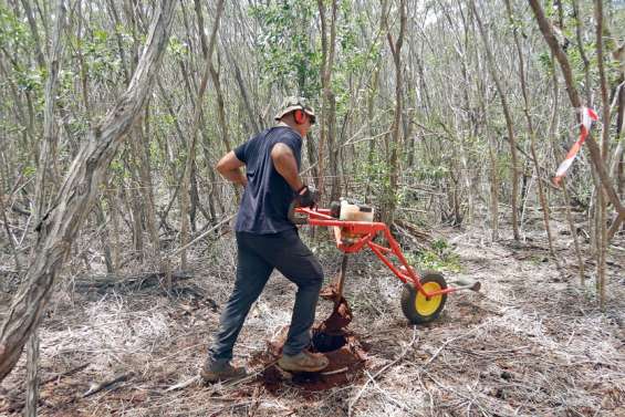 Pouembout : 5 000 pieds de forêt sèche plantés sous couvert végétal