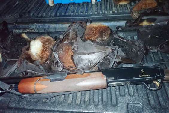 Des chasseurs pris en trainde braconner des roussettes
