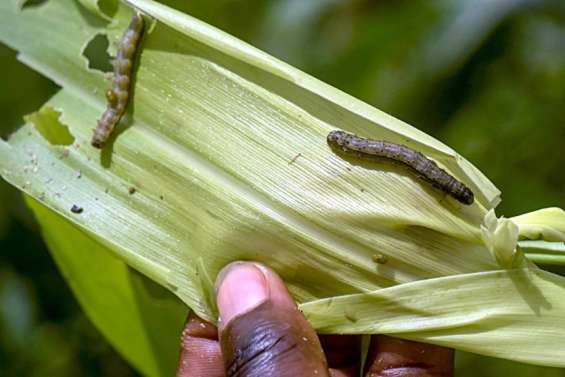 Un plan pour lutter contre les chenilles légionnaires