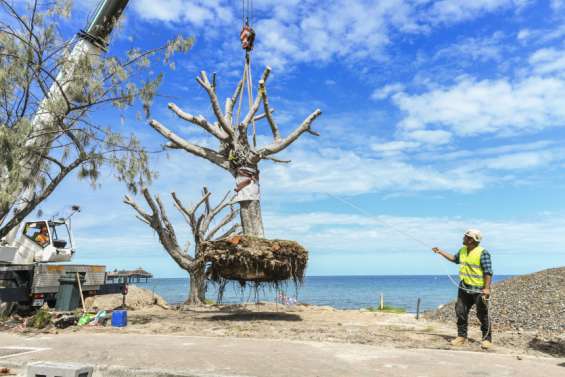 Anse-Vata : quatre banians sauvés de l'érosion côtière