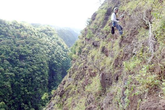 Polynésie : la falaise de Maruapo débarrassée de la fourmi de feu