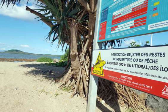 Alerte au requin près du wharf de N’Géa