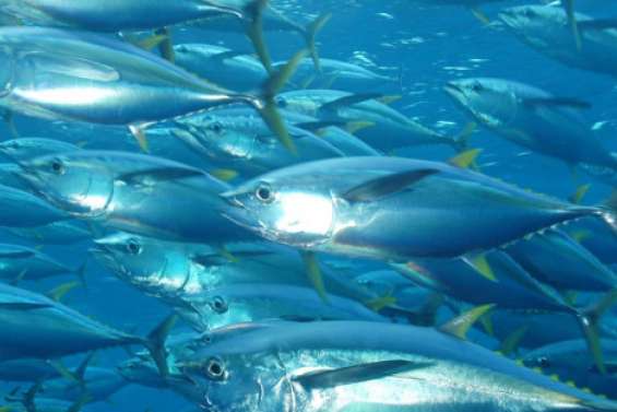 Le thon, ressource essentielle
