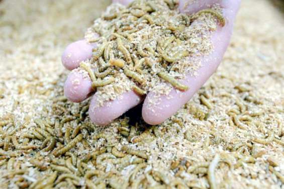 Des vers de farine dans nos assiettes : le feu vert de l'UE