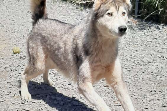 Taïga Née en juillet 2018