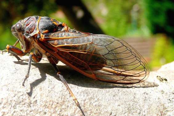 Les cigales sont de retour