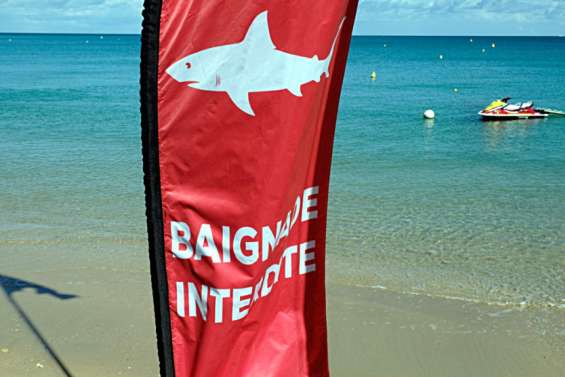 Risque requin : interdiction de baignade et d'activités nautiques à Ouano