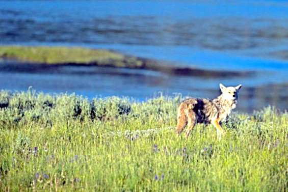 Les aires protégées progressent dans le monde, mais des efforts restent à faire