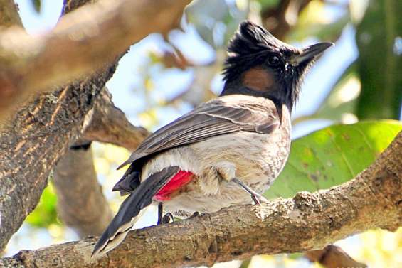 Peut-on encore empêcher l'invasion des bulbuls vers le Nord ?