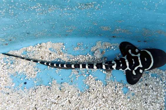 Douze bébés requins-léopards ont vu le jour à l'Aquarium