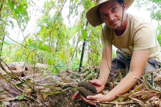L'agroforesterie, la solution pour protéger les cultures des fortes pluies ?