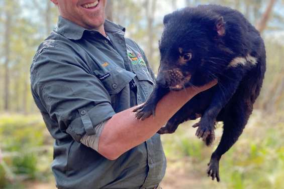 Le diable est de retour en Australie