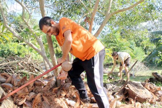 Ils collectent le surplus de noix de coco pour la bonne cause