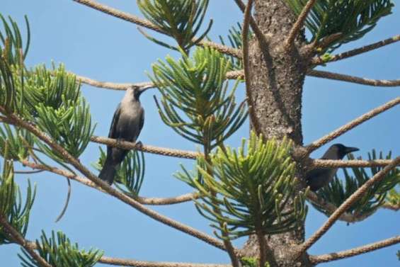 Deux corneilles des Indes abattues à Nouméa