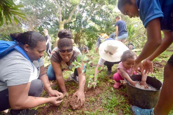 Plus de mille arbres plantés pour enrichir le chemin kanak du centre Tjibaou