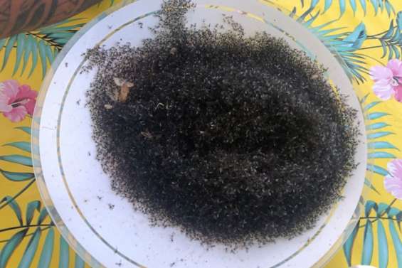 Les moucherons envahissent les Gambier