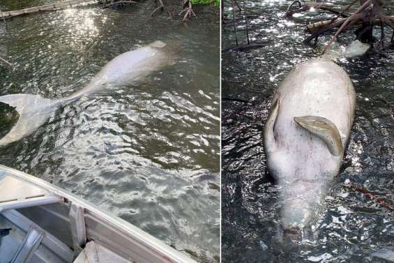 Un dugong retrouvé mort à Nessadiou
