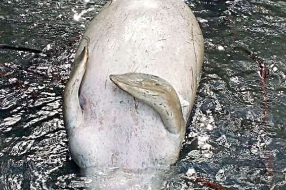 Un dugong retrouvé à Nessadiou, les causes de sa mort encore inconnues