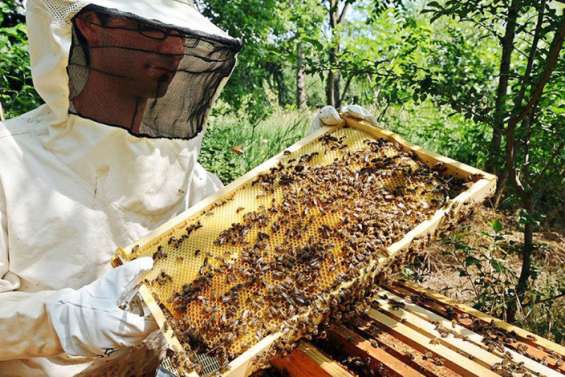 La météo a mis les abeilles au chômage technique