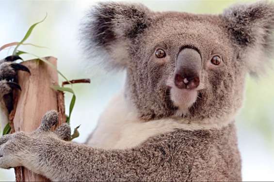 La « reconnaissance faciale » pour sauver les koalas