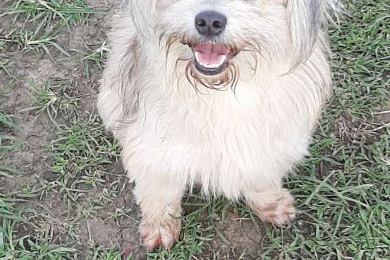 Ils cherchent un maître