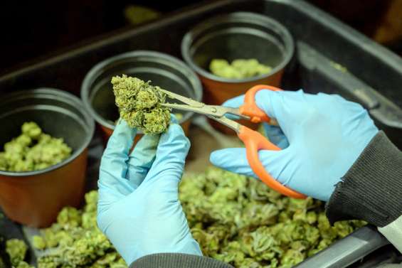 La filière du cannabis 