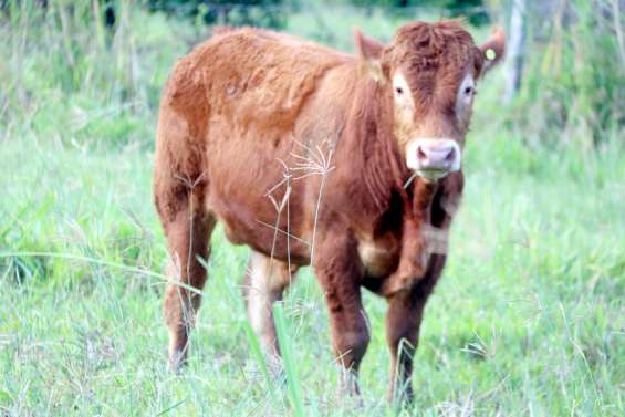 La race limousine calédonienne inscrite aux lignées de Métropole