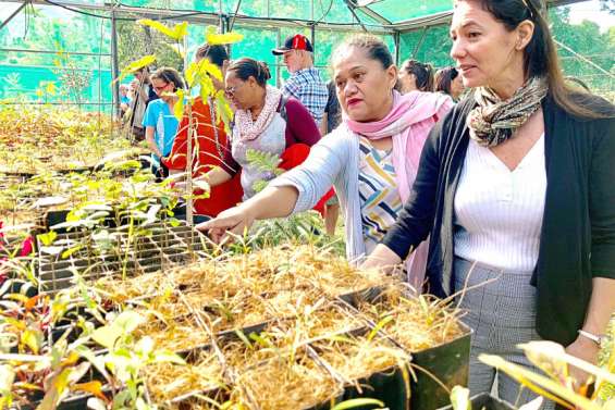 Comment capter les financements internationaux pour reboiser le Sud ?