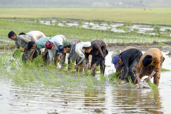 Entre l'Inde et le Pakistan, la guerre du riz basmati