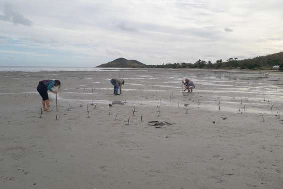 Un après-midi à restaurer la mangrove