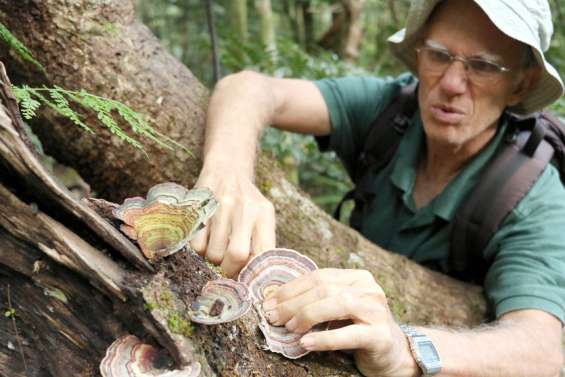 Les mycologues bénévoles révèlent les secrets des champignons du Caillou