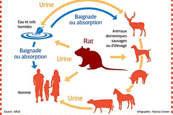 Leptospirose et hépatite A sévissent sur le Caillou