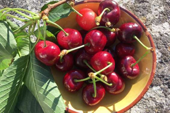 La cerise du Ventoux rejoint le club sélect des IGP