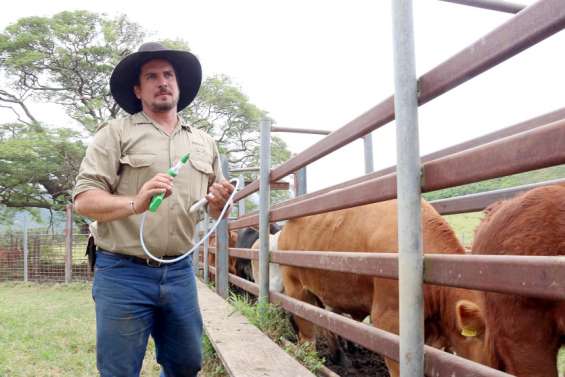 Le vaccin anti-tique, l'espoir des éleveurs calédoniens ?