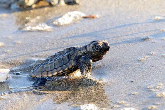 Des tortues tuées par un chien à Bourail, le propriétaire sera jugé en décembre
