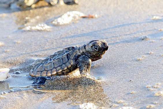 Des tortues tuées par un chien, le propriétaire jugé en décembre
