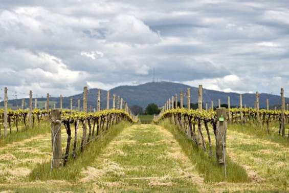 Vins : l'Australie porte plainte contre la Chine devant l'OMC