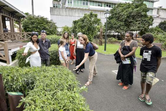Les arbres remarquables du jardin du Musée de la ville se dévoilent