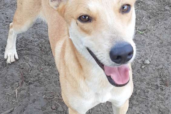 Ils cherchent un maître