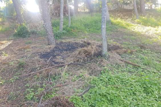 La plantation commune des élèves de Mariotti et Eloi-Franc vandalisée