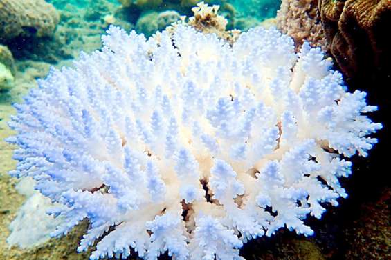Les coraux de Bouraké, un trésor à préserver