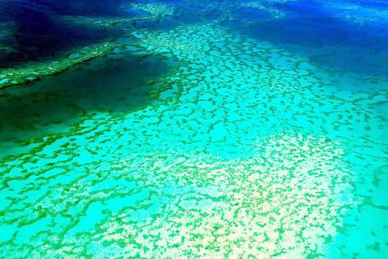 Le récif calédonien est en bonne santé