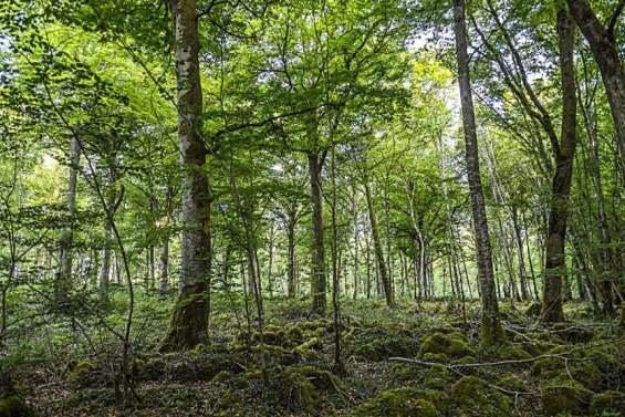 Climat : les forêts, puits de carbone 