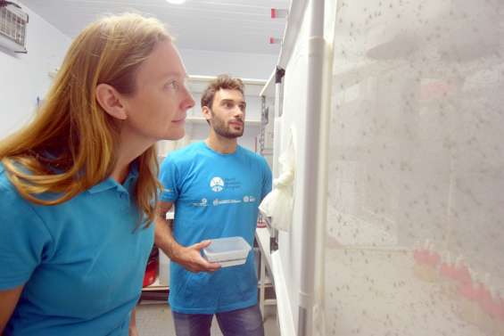 Le dernier lâcher de Wolbachia a eu lieu fin juin à Nouméa